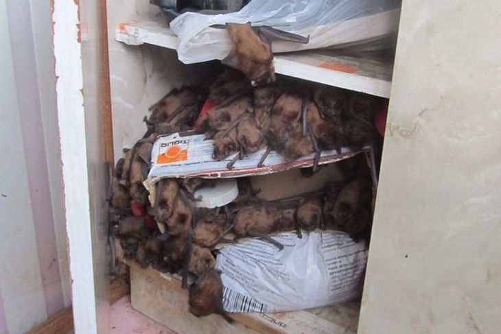 Жуткое зрелище: во Львове мужчина обнаружил в своей квартире 1700 летучих мышей Жуткое зрелище: во Львове мужчина обнаружил в своей квартире 1700 летучих мышей