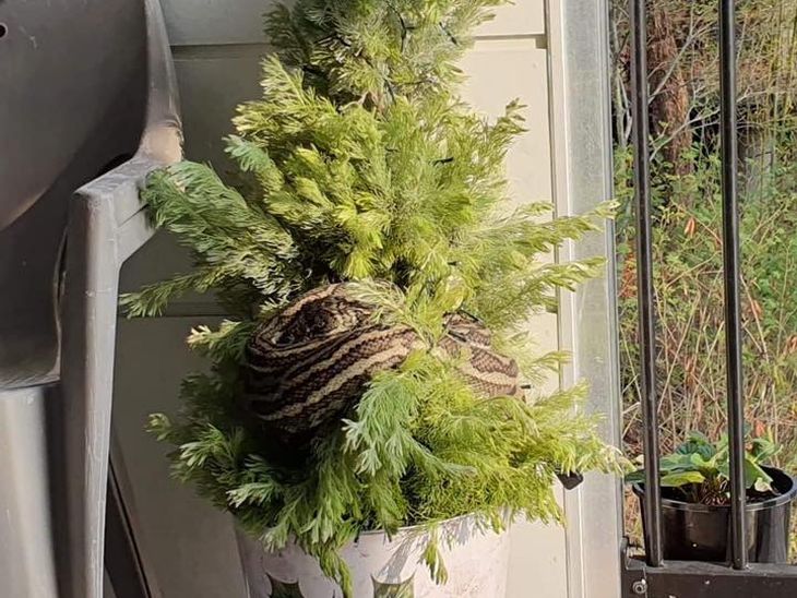 Трехметровый питон пробрался на балкон и уснул на новогодней елке
