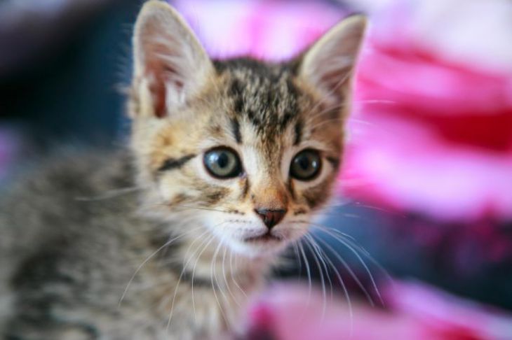Китайцы создали «робокошку» MarsCat с шестью эмоциями Китайцы создали «робокошку» MarsCat с шестью эмоциями