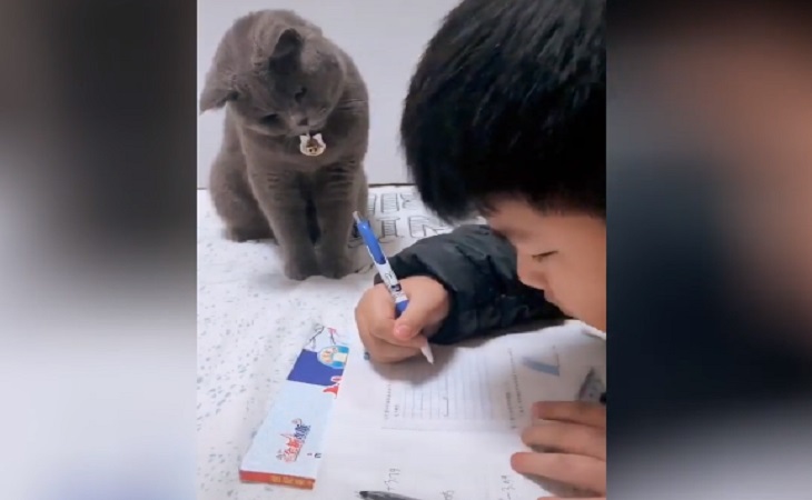 Посмотрите, как кот контролирует мальчика за домашним заданием