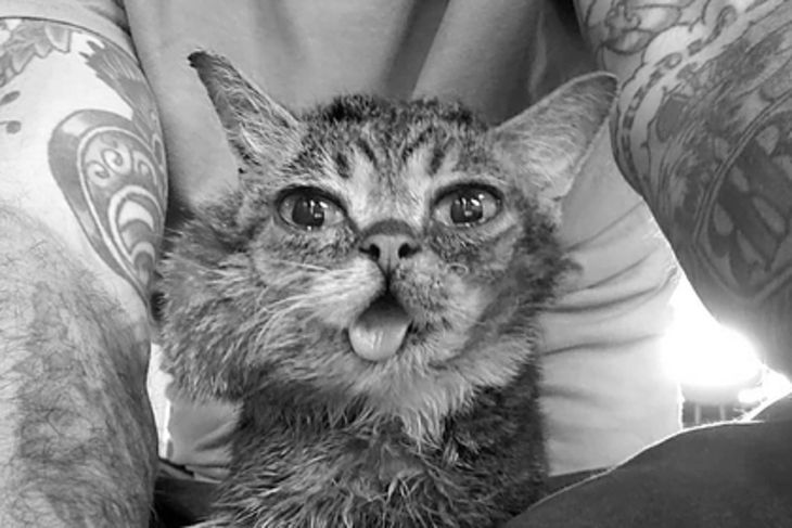 Умерла одна из самых известных кошек Сети по кличке Лил Баб