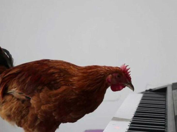 Студент научил курицу играть на пианино. Это было задание к экзамену по психологии