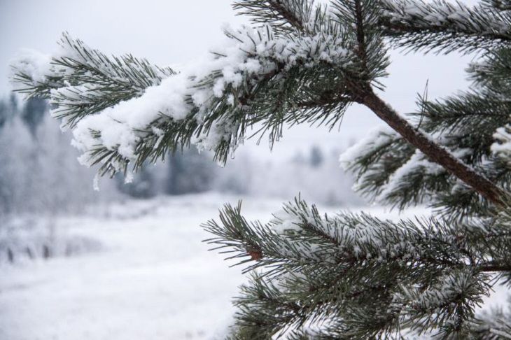 Сохрани символ праздника: весной белорусы смогут посадить приобретенные зимой новогодние деревья