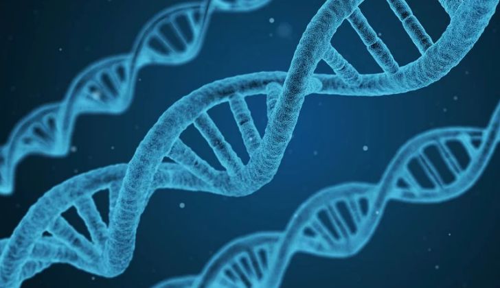 структура ДНК