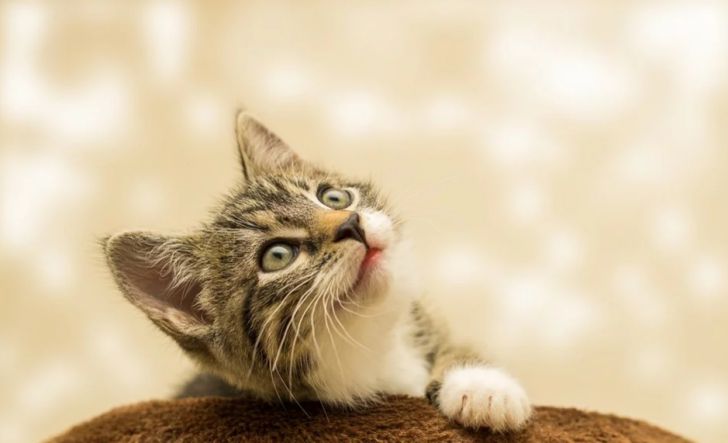 котёнок смотрит в одну точку