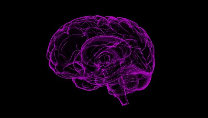 головной мозг