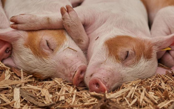 спящие свиньи