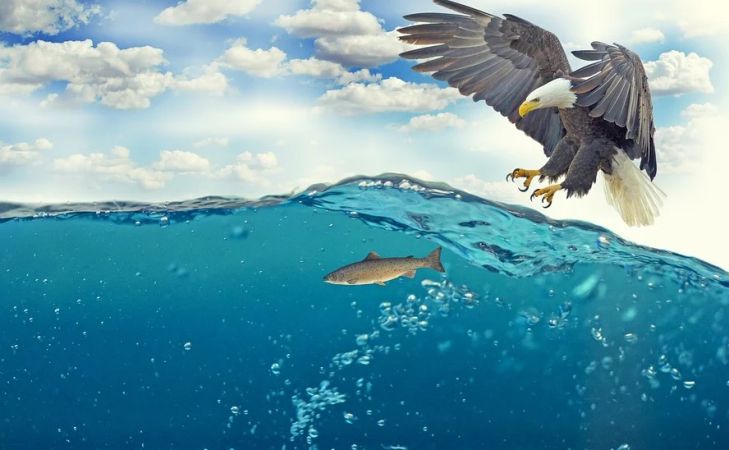 Ученые: Опасность заставляет становиться умнее рыба и орлан