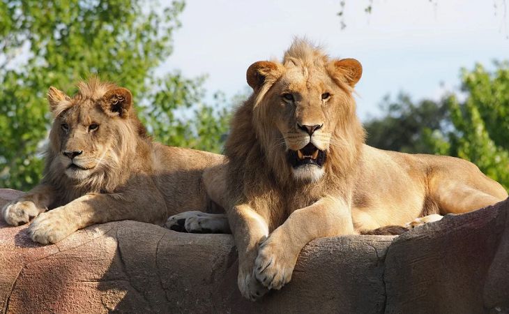 В Минский зоопарк приедут львы из Ташкента