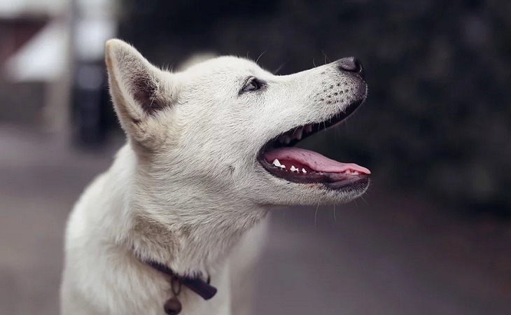 Страшная смерть: бродячие собаки загрызли и съели 14-летнего школьника