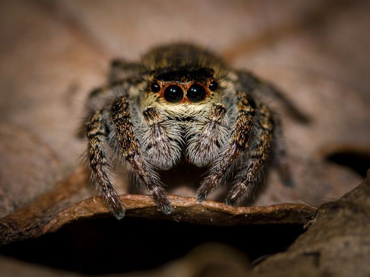 Обнаружен самый старый паук планеты