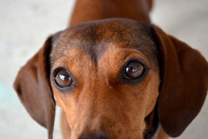 Инновационная платформа QCPA позволяет видеть мир глазами разных животных