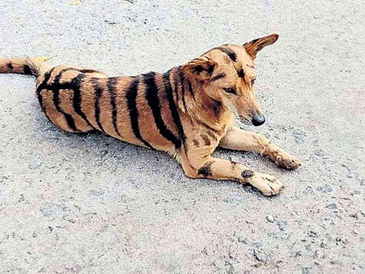 Мужчина покрасил свою собаку «под тигра» и объяснил зачем