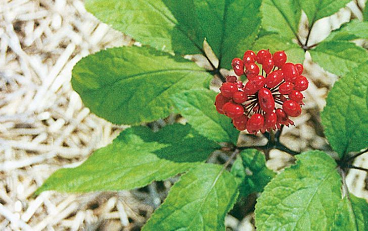 Названо растение, которое поможет снять усталость растение женьшень