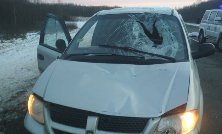 Очередной пешеход погиб под Витебском, его сбил «Dodge Caravan»: ГАИ ищет очевидцев