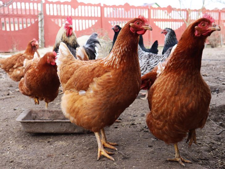 Вооруженный петух убил мужчину петух