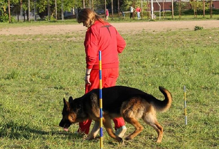 собака и человек