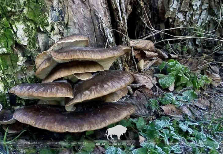 Аномально теплый январь: в Беловежской пуще продолжают расти вешенки вёшенки