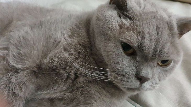 Фото Кота Стоит Фото Кота Стоит