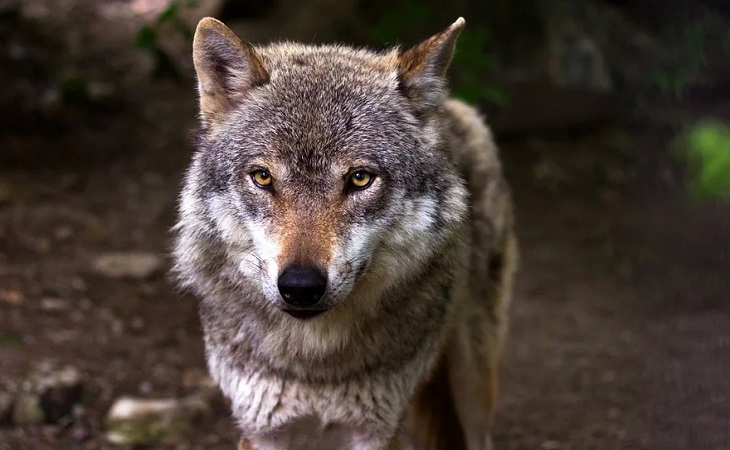 Поставского района