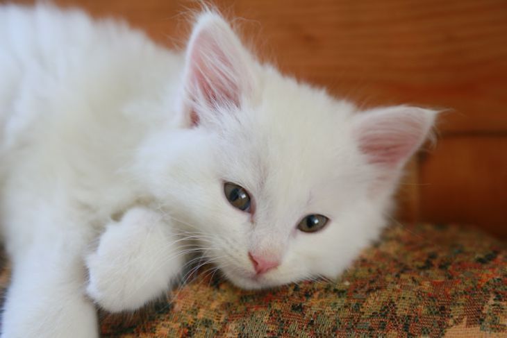 Кот укусил спящую хозяйку за шею и спас ее от смерти кот