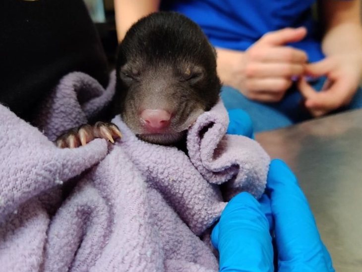 Это совсем не собака. Пес принес домой осиротевшего щенка, а хозяева вызвали спецслужбы медвежонок
