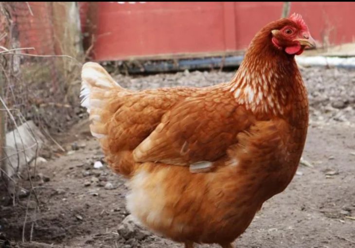 Названа неожиданная опасность куриного мяса для человека кура