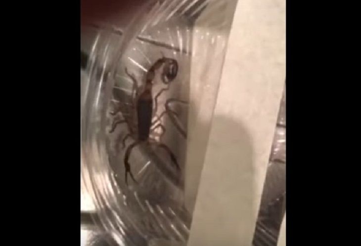 В Минске на кухне обнаружили живого скорпиона. Вот как он попал в квартиру скорпион