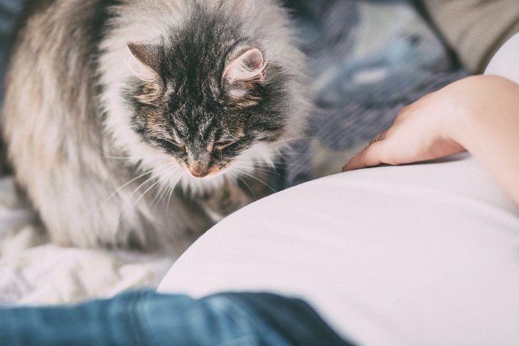 Аллергия на кошек у детей: что делать: новости, животные, кошки, дети,  аллергия, домашние животные