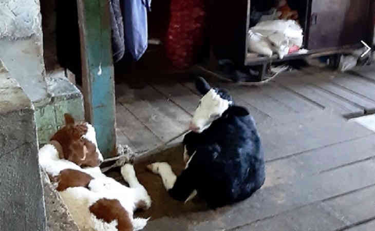 3-летняя девочка