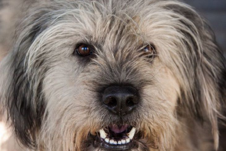 В Черикове домашняя собака заразилась бешенством и покусала троих человек собака