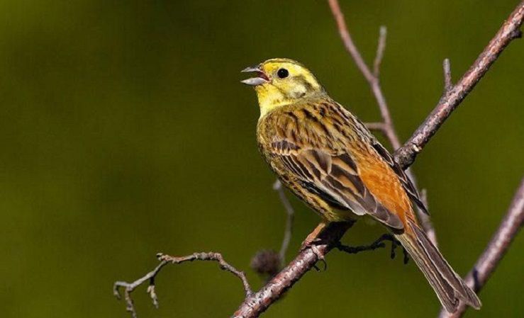 День Овсянки: что можно и нельзя делать 3 марта праздник