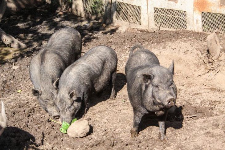 Охотник случайно принял товарища за кабана и застрелил его кабан