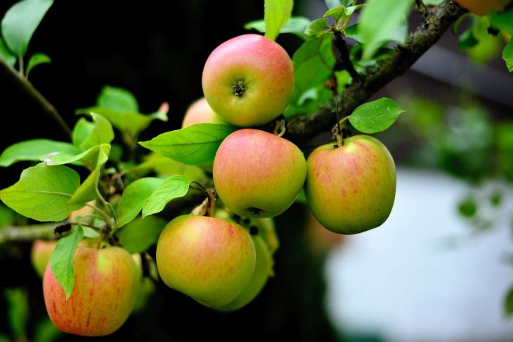 Jak ošetřit řez jabloně na jaře?