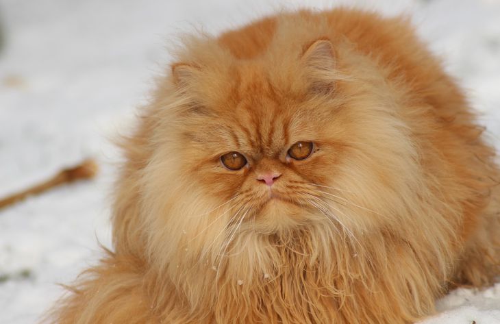 Как ухаживать за пушистой кошкой: советы эксперта кошка
