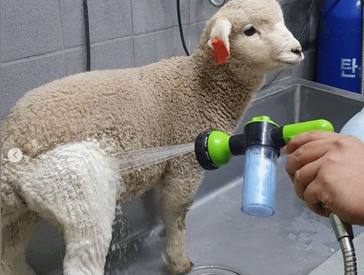 Хозяин кафе с овечками выложил фото питомцев до и после мытья овечка