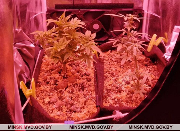 наркотики из конопли наркотики из конопли