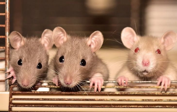 Ученые выяснили, способны ли животные сострадать крысы