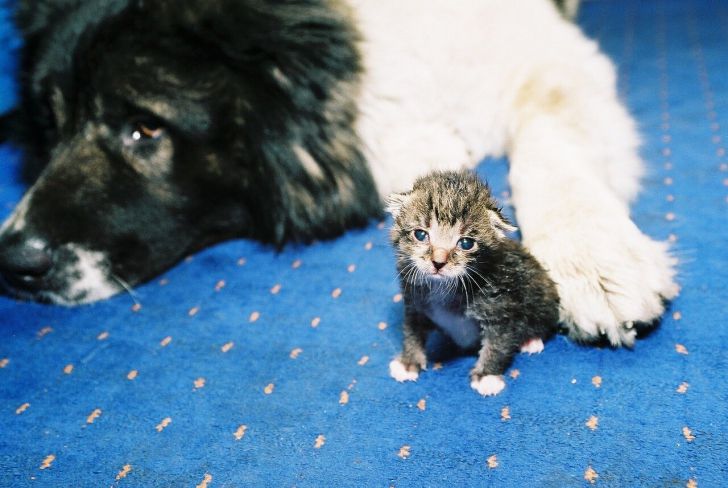 Кошки или собаки? Ученые попытались выяснить, кто из домашних животных умнее питомцы