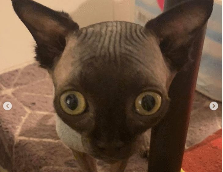 Кошка с редким заболеванием стала звездой соцсети кошка