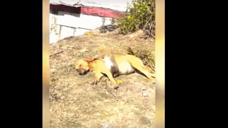 Собака приютила осиротевшую обезьянку. Посмотрите, как это было животные