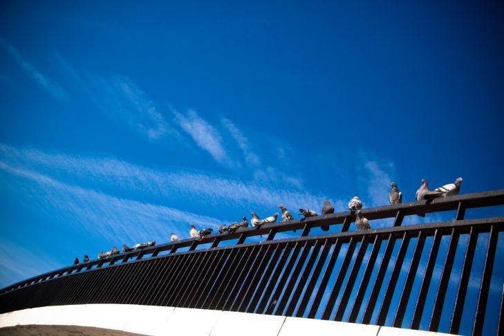 Белорусов предупредили. Так будет, если сейчас поехать в Литву птицы