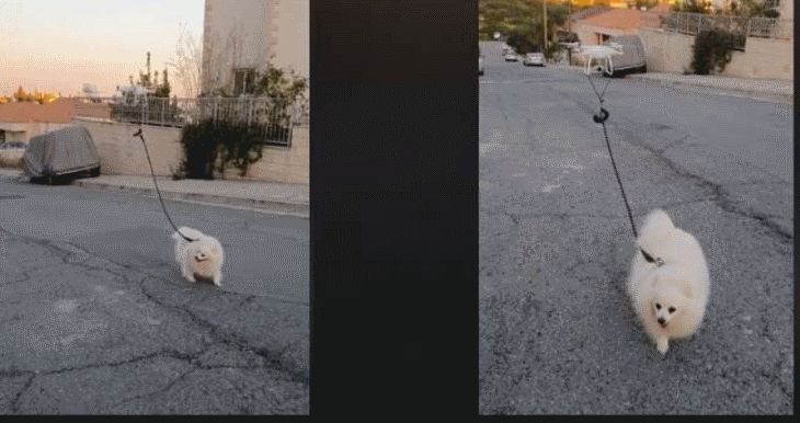 Мужчина поделился лайфхаком, как выгуливать собаку во время карантина животные