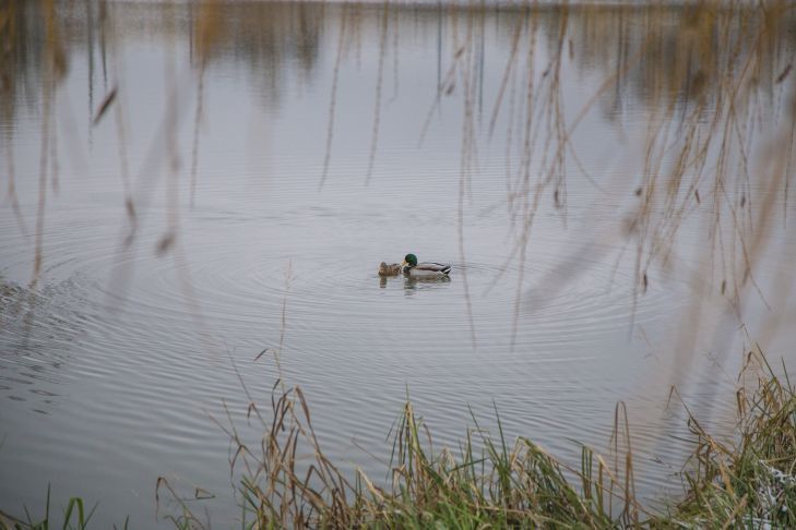 Опасный день. Белорусов предупредили о погоде 2 марта 2020 года утка