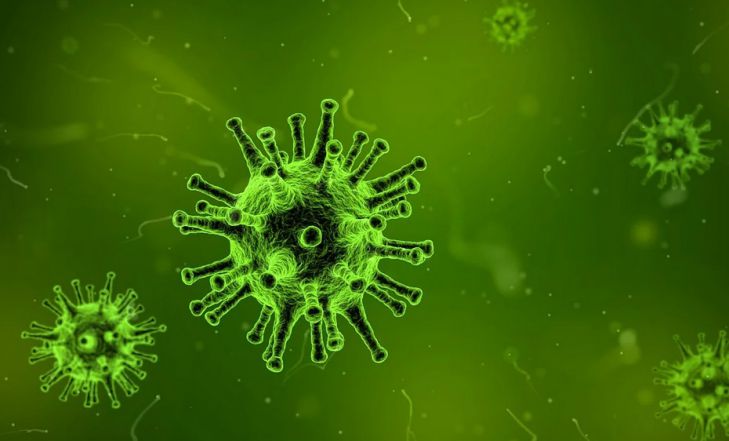 Между летучей мышью и человеком: специалисты назвали промежуточного переносчика COVID-19 вирус