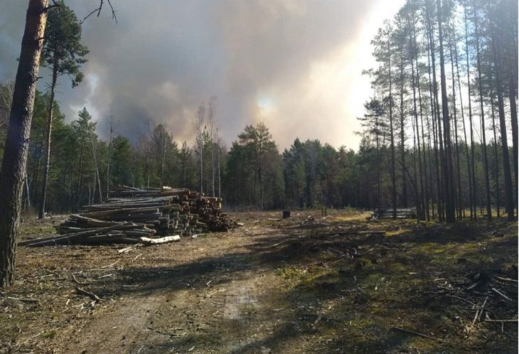 Сотни людей, спецтехника, авиация. На Гомельщине свирепствуют лесные пожары лес