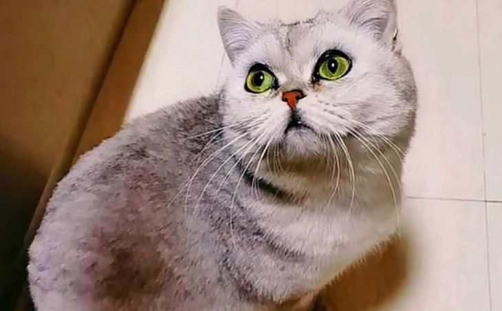 Кошка 40 дней жила в пустой квартире. Узнайте, что с ней стало фото