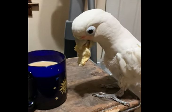 Попугай придумал способ сделать печенье еще вкуснее. Посмотрите, что он сделал попугай
