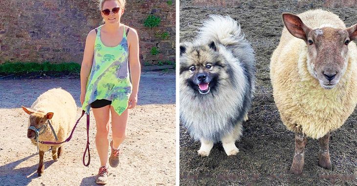 «Она лает и кусается». В Британии найдена овечка, которая считает себя собакой овечка