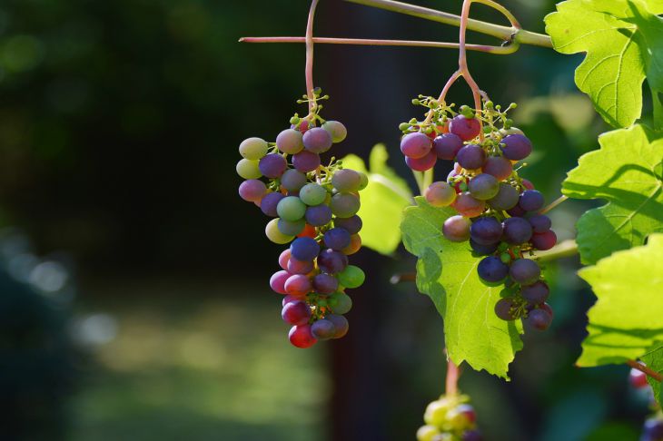Как размножить виноград черенками в домашних условиях: ключевыеособенности: новости, сад, виноград, урожай, лайфхаки, сад и огород